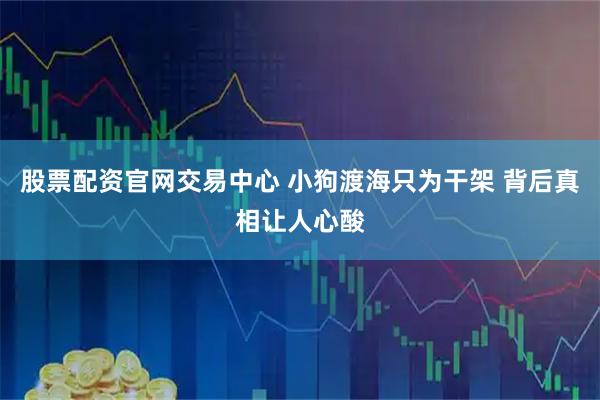 股票配资官网交易中心 小狗渡海只为干架 背后真相让人心酸